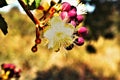 Flower of `pequizeiro`, Caryocar brasiliense