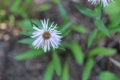 Rain bedraggled blue Fleabane flower