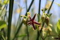 Flower of Periploca graeca (silkvine) in late spring