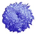 Flower periwinkle blue chrysanthemum isolated on white background. Flower bud close up Royalty Free Stock Photo