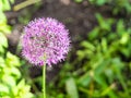 Flower of Persian onion Ornamental onion closeup