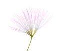 Flower of Persian Silk Tree with very long stamens of pale pink color isolated on white background. Selective focus Royalty Free Stock Photo