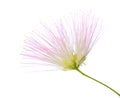 Flower of Persian Silk Tree with very long stamens of pale pink color isolated on white background. Selective focus. Shallow DOF Royalty Free Stock Photo