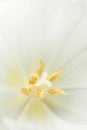 Flower pestle and stamen close-up, macro. Empty space for text