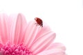 Flower petal with lady bug