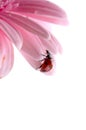Flower petal with ladybug
