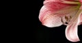 flower petals close up in the detail