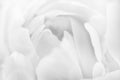 Flower petals close up, soft petals of beautiful rose or tulip close up, nature background black and white bouquet Royalty Free Stock Photo