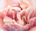 Flower petals close up, soft petals of beautiful tulip close up, nature background. Tulip bouquet Royalty Free Stock Photo