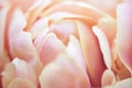 Flower Petals Close Up, Soft Petals Of Beautiful Tulip Close Up, Nature Background