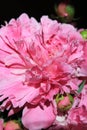 Flower petals close-up. Spring flowers. Blooming peonies. Pink peonies on a black background. Blank for a puzzle and a postcard Royalty Free Stock Photo