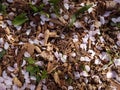 Flower petals on the ground Royalty Free Stock Photo