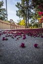 Flower petals on the ground with rails and a wall