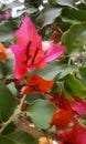 Beautiful pink paper flower in a garden