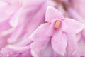 Flower and petals of lilac closeup macro