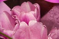 Flower petals in the water droplets. Pink Tulip Royalty Free Stock Photo