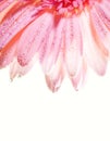 Flower petals with water drops Royalty Free Stock Photo