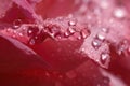 Flower petals in water drops after rain, rose and chamomile Royalty Free Stock Photo