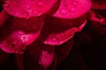 flower petals in water drops after rain, roses Royalty Free Stock Photo