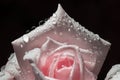 flower petals in water drops after rain, roses Royalty Free Stock Photo