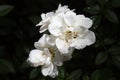 flower petals in water drops after rain, roses Royalty Free Stock Photo