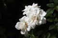 flower petals in water drops after rain, roses Royalty Free Stock Photo