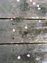 Flower petals on the wooden background