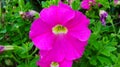 This is the flower of Petunia hybrida