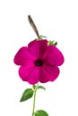 Flower petunia isolated on white Royalty Free Stock Photo