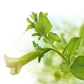 Flower of petunia pendula Royalty Free Stock Photo