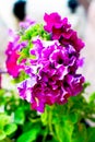 Flower petunia purple flower close-up. Violet flower closeup. Colored purple Petunia hybrid.