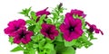 Free Stock Photo 12935 Colorful variegated purple and white petunia ...