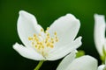 Flower of Philadelphus inodorus Royalty Free Stock Photo