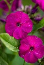 Flower Phlox With Drops Of Water Of Garden In Summer Close-Up Royalty Free Stock Photo