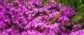 Flower phlox subulata in the light of the sun`s rays. pink flowers