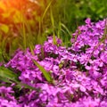 Flower phlox subulata in the light of the sun`s rays. pink flowers