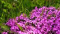 Flower phlox subulata in the light of the sun`s rays. pink flowers
