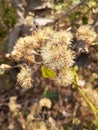 the flower photo dried up and was dead, matching a simple peek wallpaper