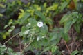 Flower Photo Pachmari Garden