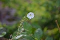 Flower Photo Pachmari Garden