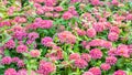 flower photos pink zinnia garden Many yellow stamens bloom in the midday sun, bright sunshine,