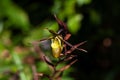 Flower of a Phragmipedium longifolium orchid