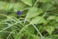 Flower Phyteuma Orbiculare in Natural Habitat Royalty Free Stock Photo