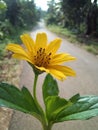 Flower pick my frien from the road side Royalty Free Stock Photo