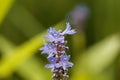 Flower of a pickerelweed, Pontederia cordata