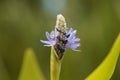 Flower of a pickerelweed, Pontederia cordata