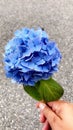 Blue Hortencia Royalty Free Stock Photo