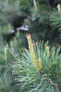 Pine cone begins to grow in spring Royalty Free Stock Photo