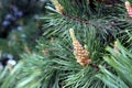 Pine cone begins to grow in spring Royalty Free Stock Photo