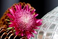 Flower, pinecones and textured glass vase Royalty Free Stock Photo